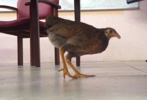 Hungry chicken in Barbados law seminar
