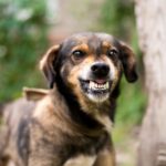 bitten by a dog