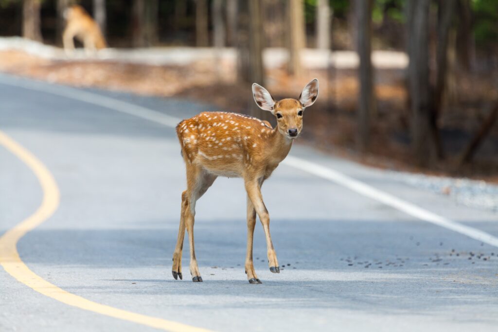 deer season car accident